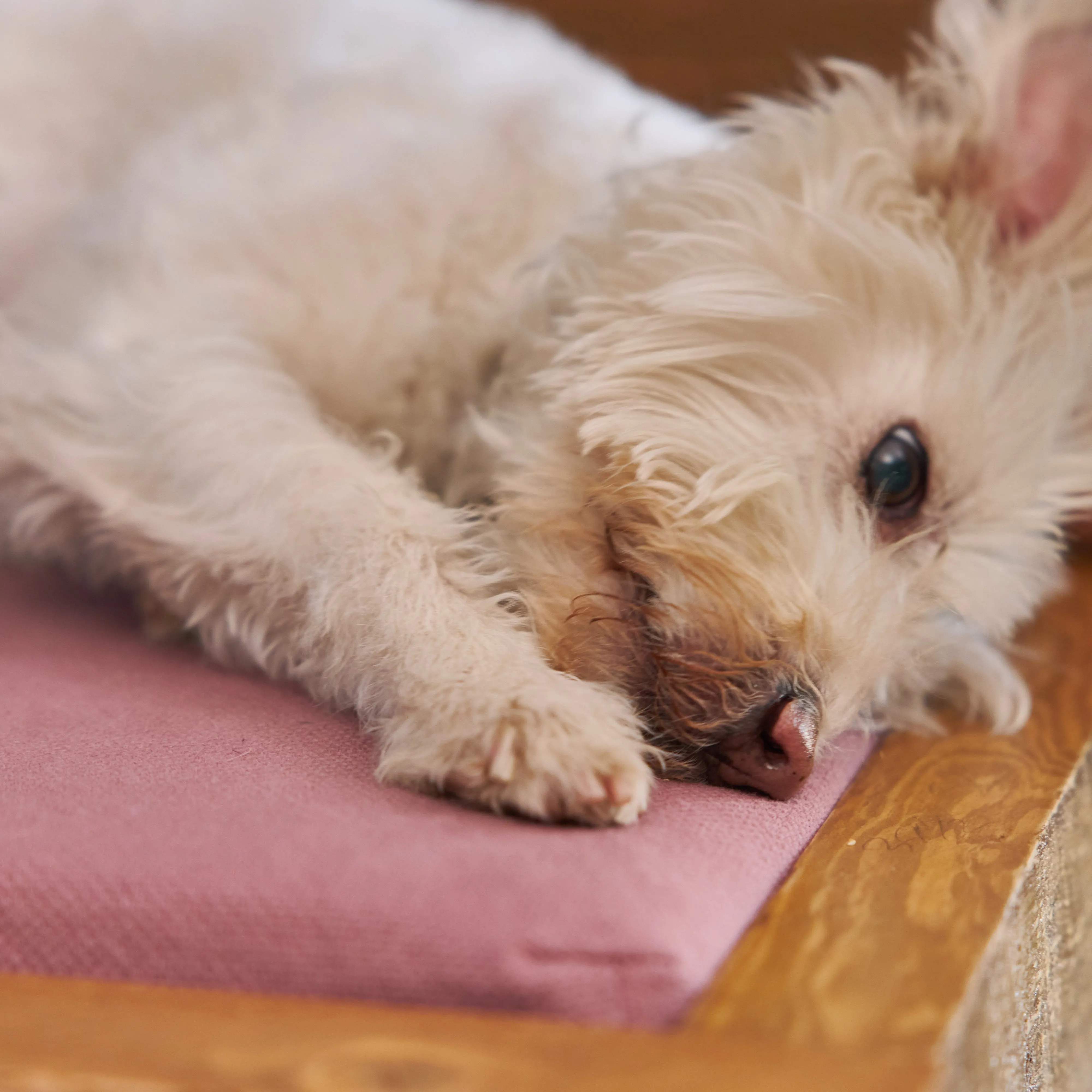 Dog Bed Frame